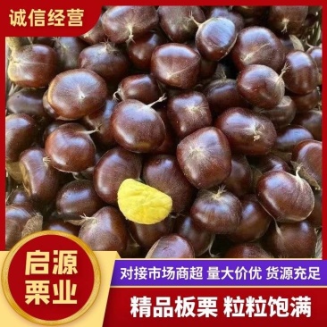 (炒货专用)山东精品高山油栗栗子饱满，香甜糯，直供炒货店