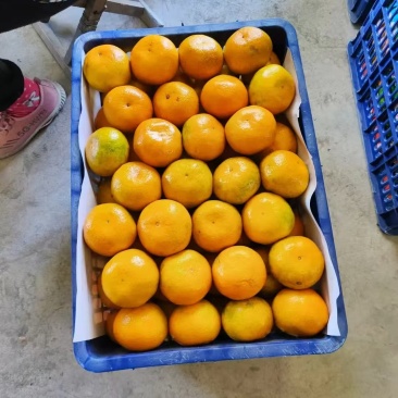 丹江口蜜橘大量上市品质保证一手货源量大从优欢迎联系