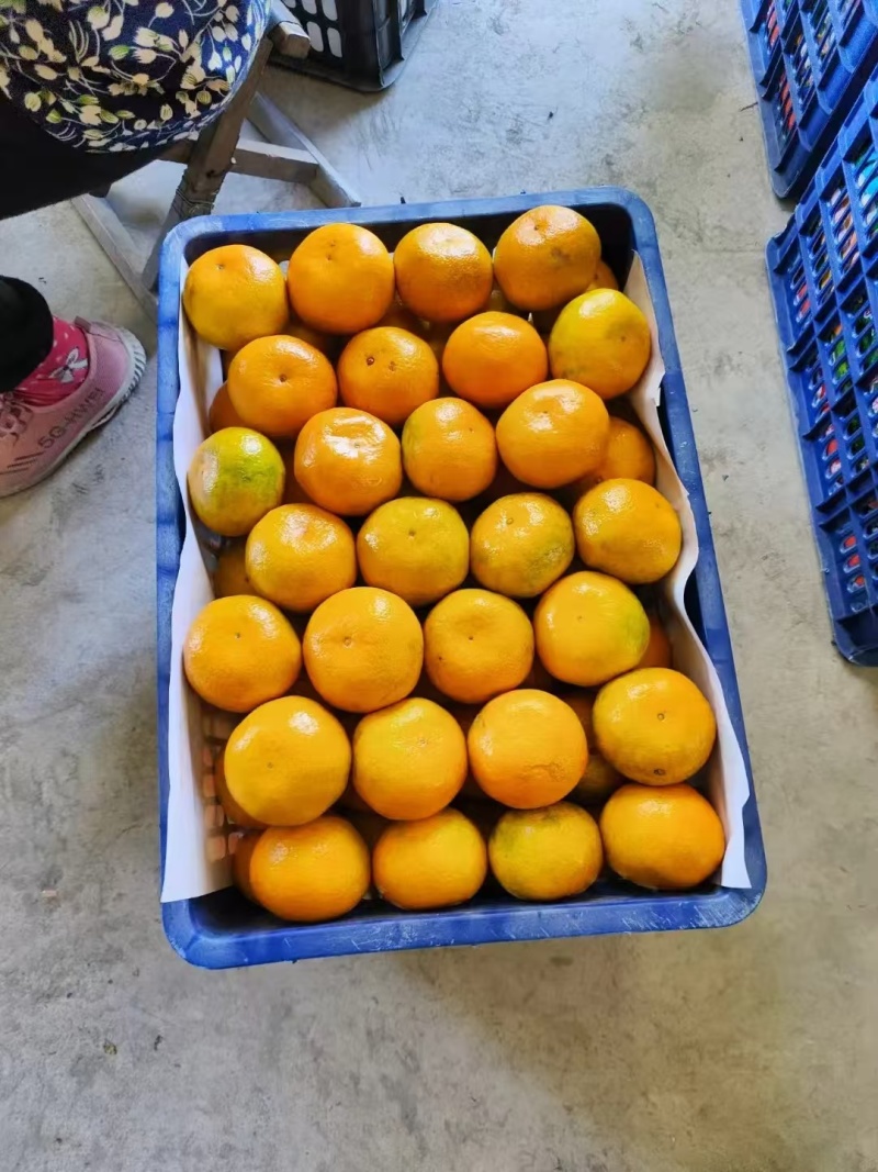 丹江口蜜橘大量上市品质保证一手货源量大从优欢迎联系