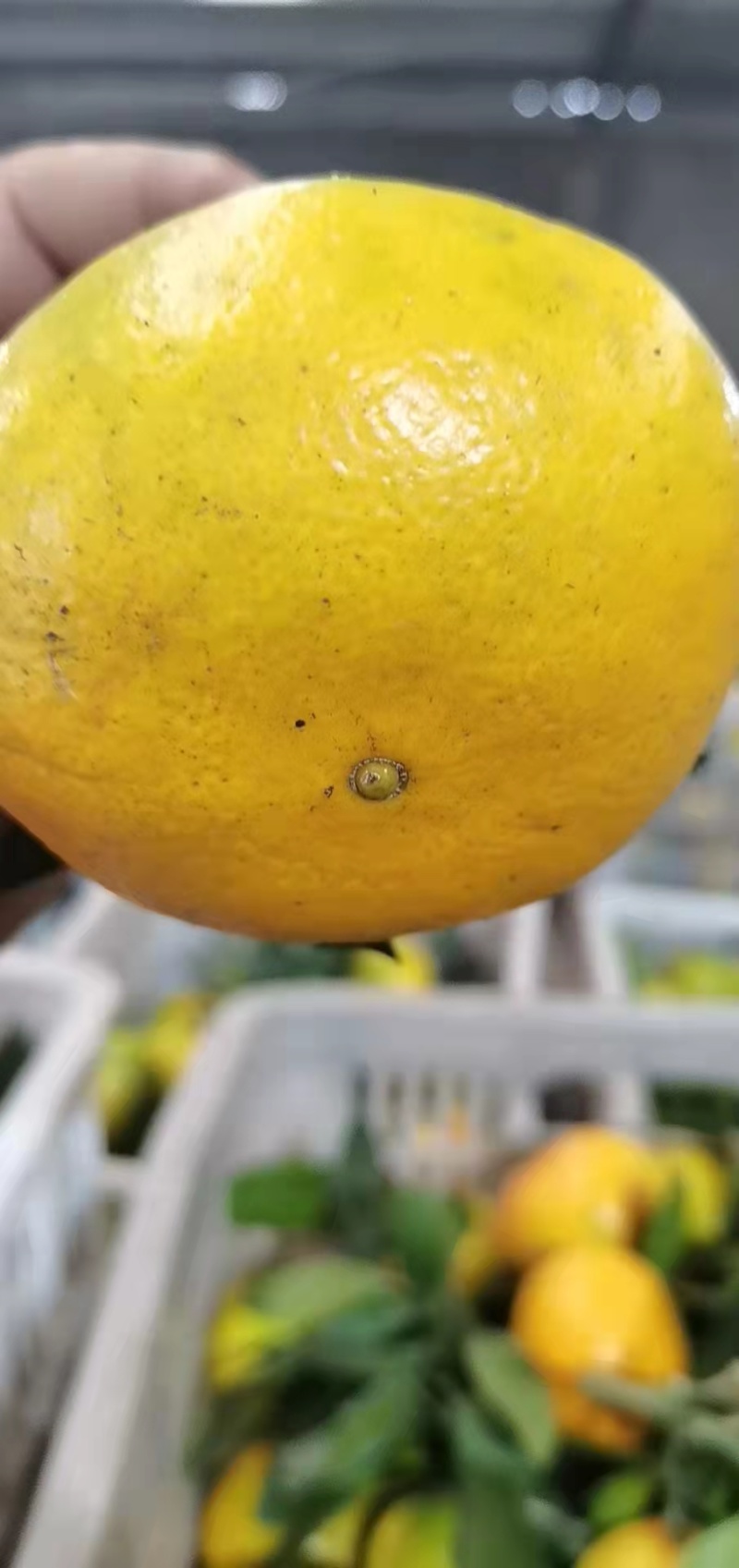 丹江口蜜橘大量上市品质保证一手货源量大从优欢迎联系