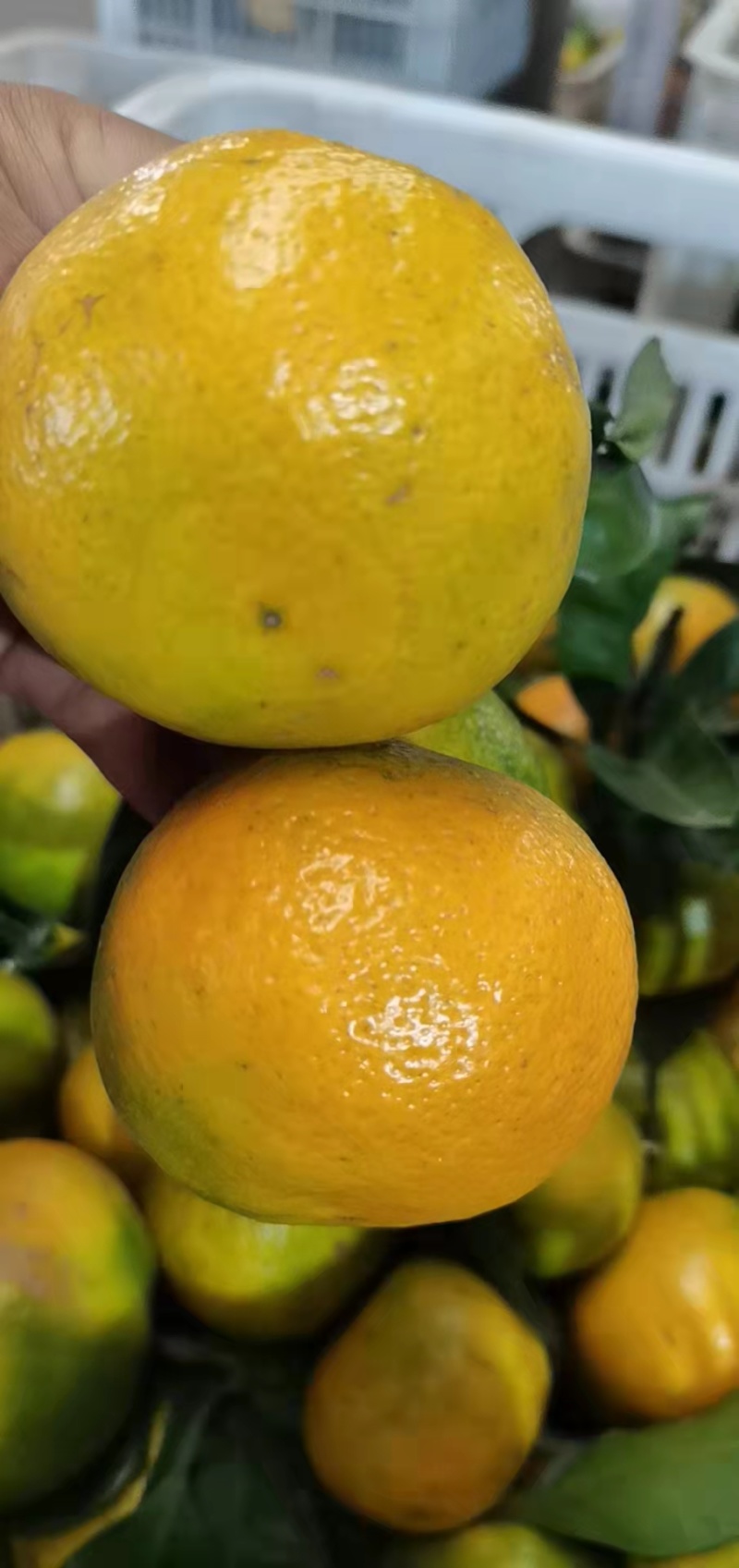 丹江口蜜橘大量上市品质保证一手货源量大从优欢迎联系