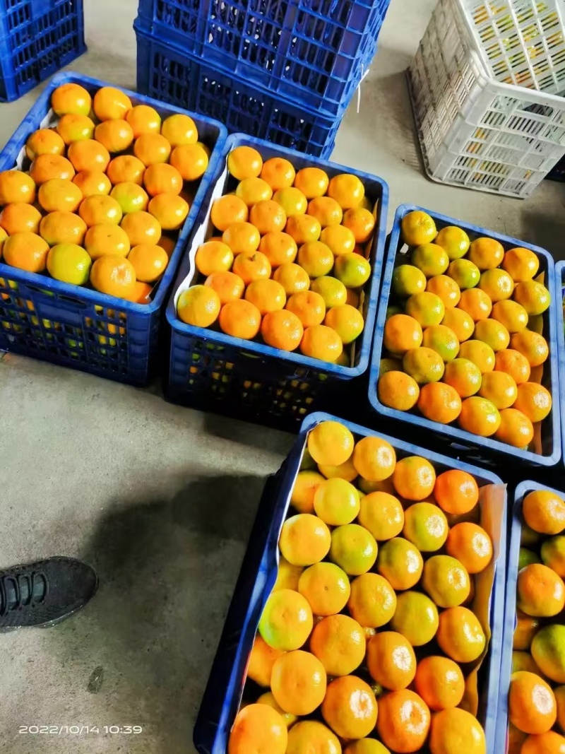 丹江口蜜橘大量上市品质保证一手货源量大从优欢迎联系