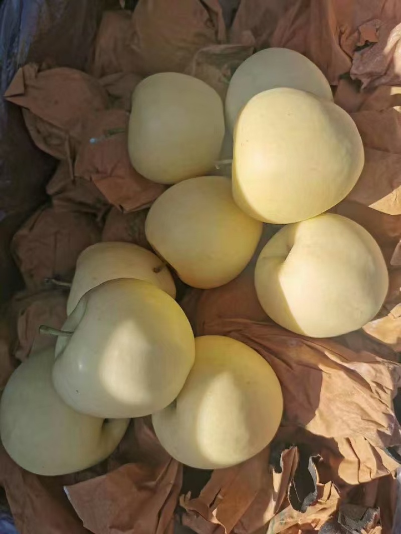 河北秦皇岛黄元帅苹果规格齐全大量出货欢迎联系