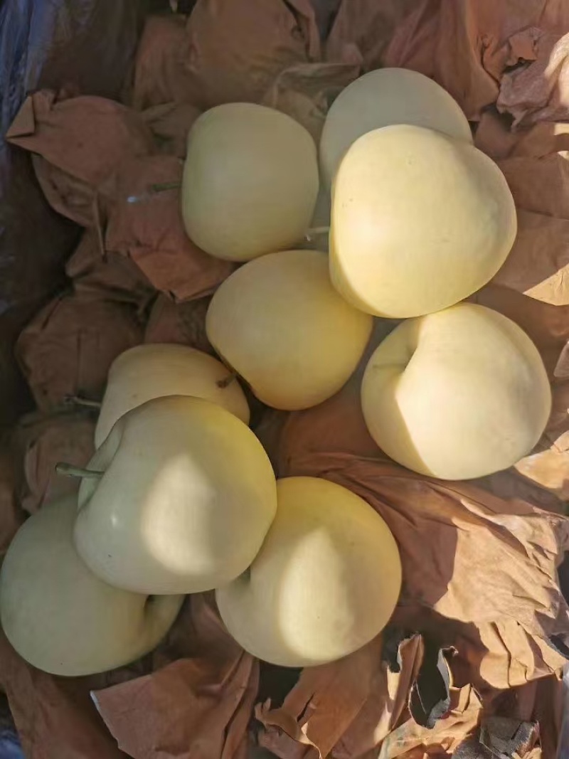 河北秦皇岛黄元帅苹果规格齐全大量出货欢迎联系