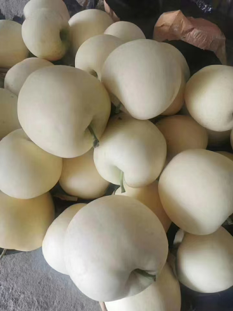河北秦皇岛黄元帅苹果规格齐全大量出货欢迎联系