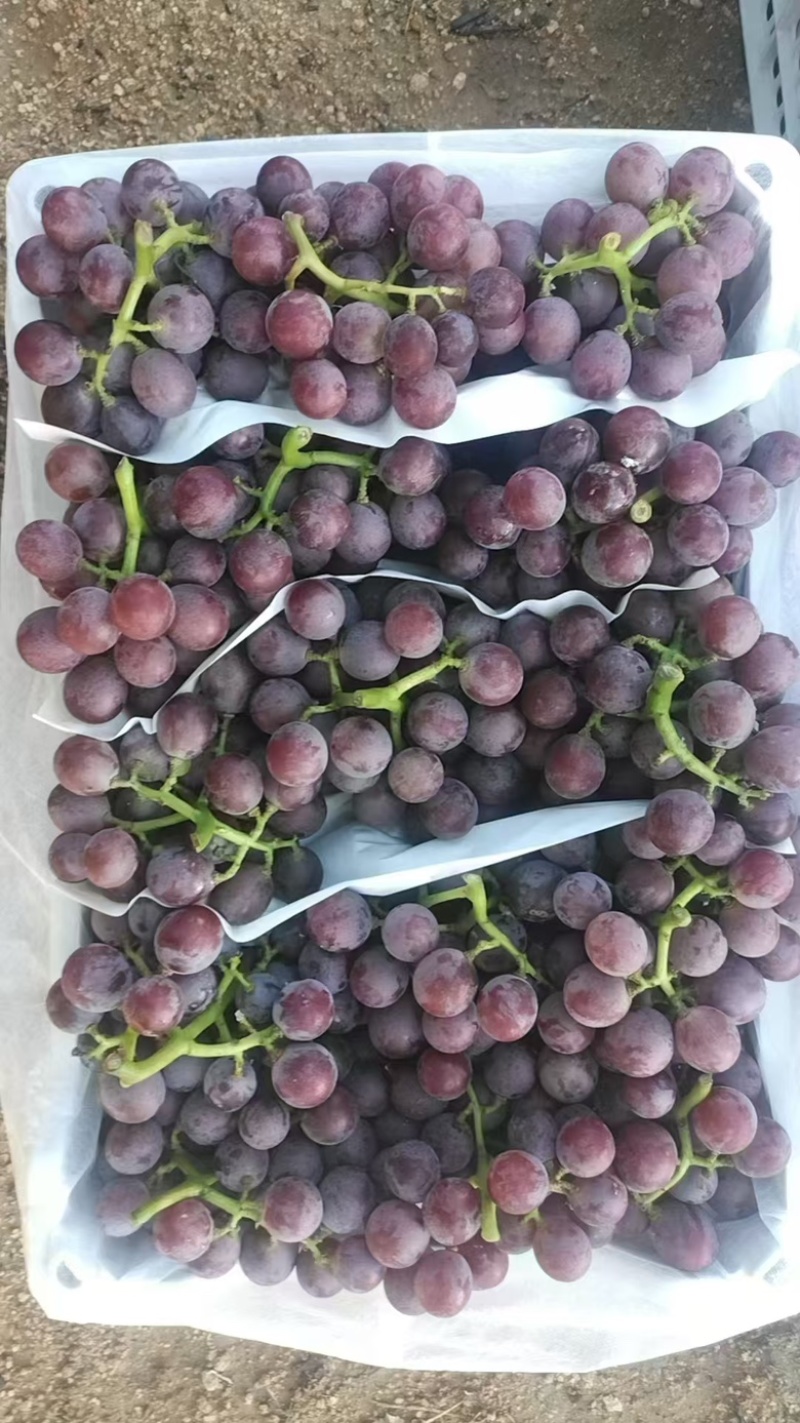 【河北】巨峰葡萄大量上市规格品种齐全保质保量