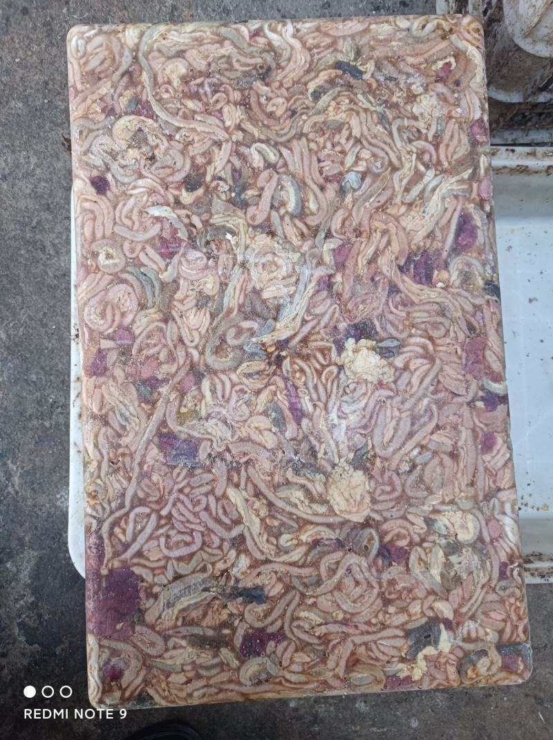 鸡肠
