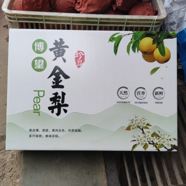 博望黄金梨