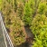 红车，（鸿运当头）30-120袋苗市政货