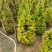 红车，（鸿运当头）30-120袋苗市政货