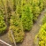 红车，（鸿运当头）30-120袋苗市政货