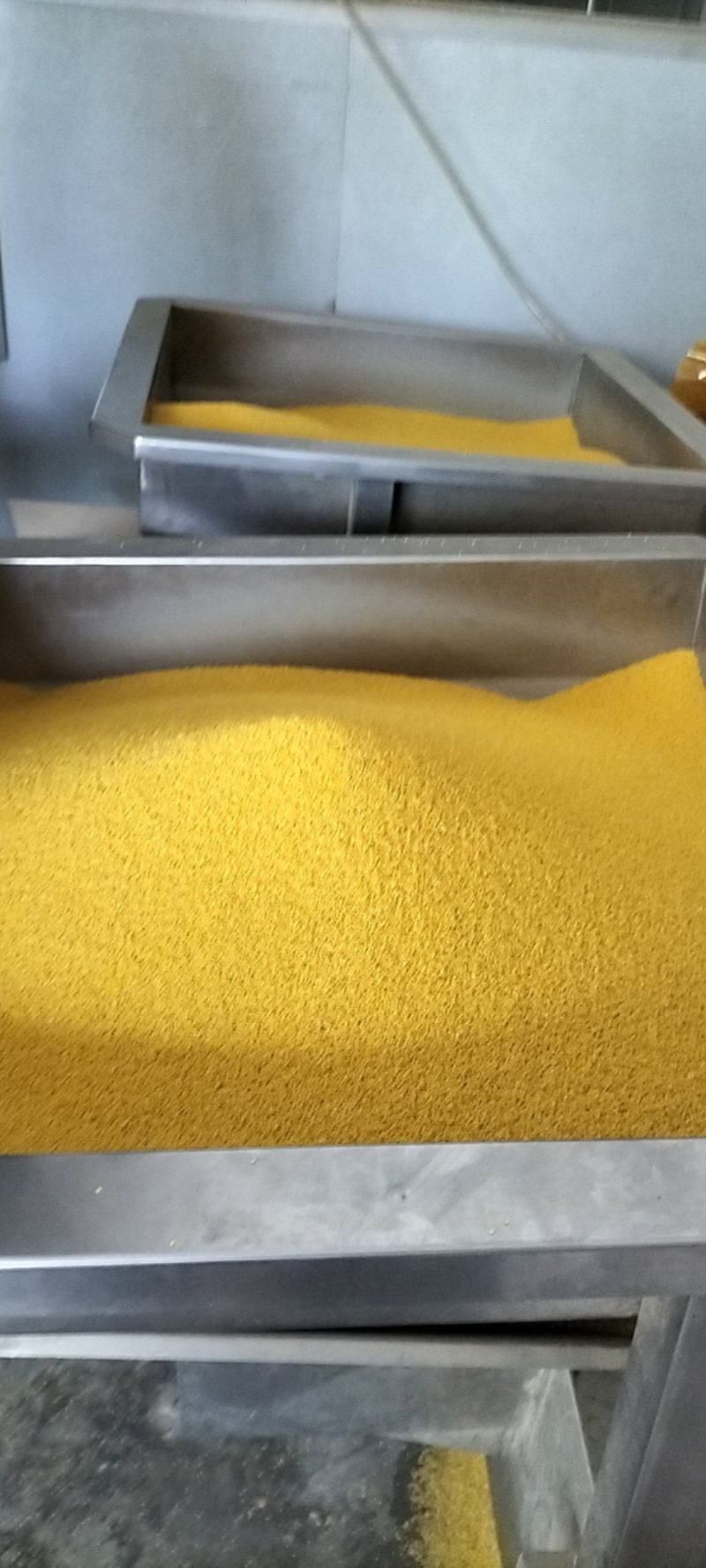 正宗金乡金谷小米，大量批发零售！