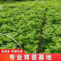 基地直发鸡心，无籽，黑金刚，贵妃黄皮苗大量供应，欢迎对接