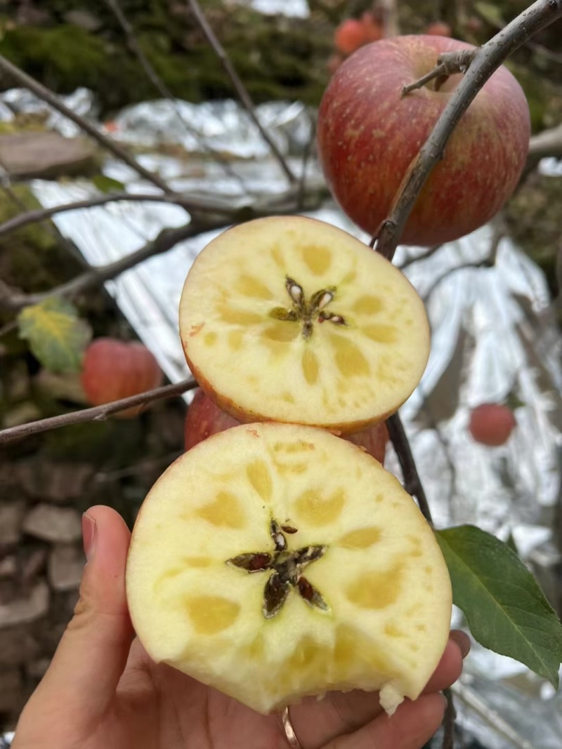 【推荐】精品高山冰糖心红富士苹果产地直发品质保障价优