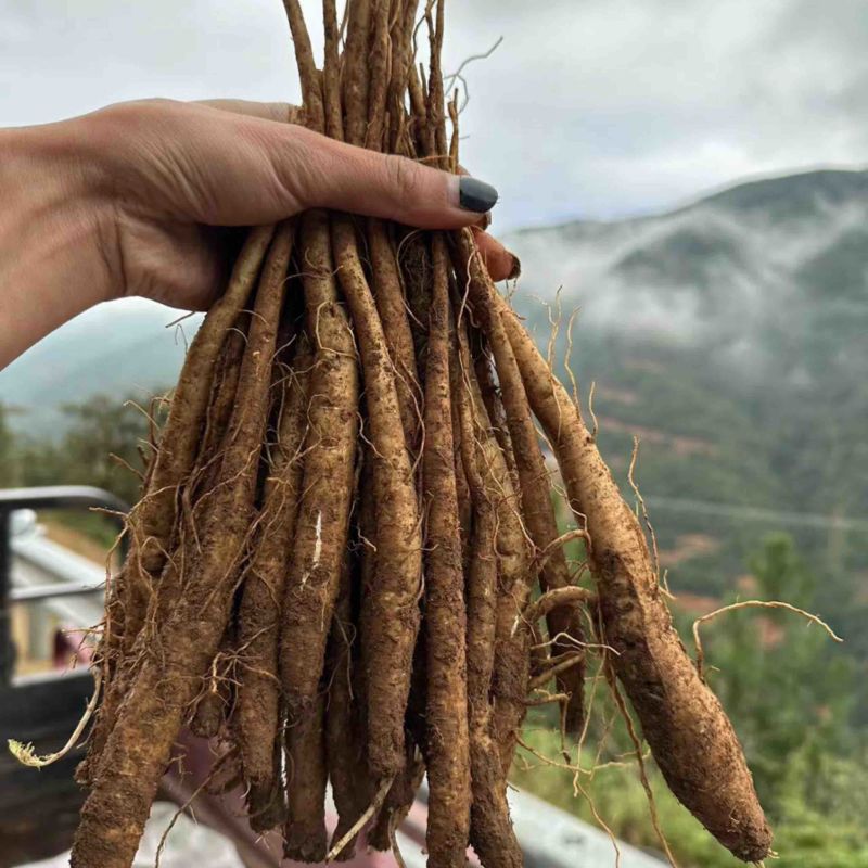 甜当归干当归西归大凉山甜当归鲜当归