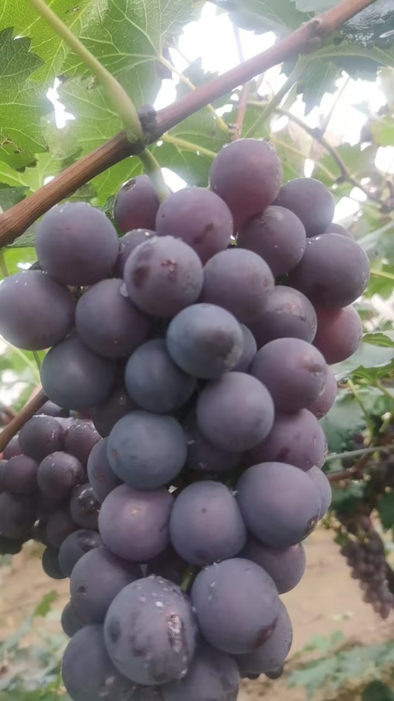 河北葡萄巨峰葡萄阳原葡萄蔚县葡萄量大从优