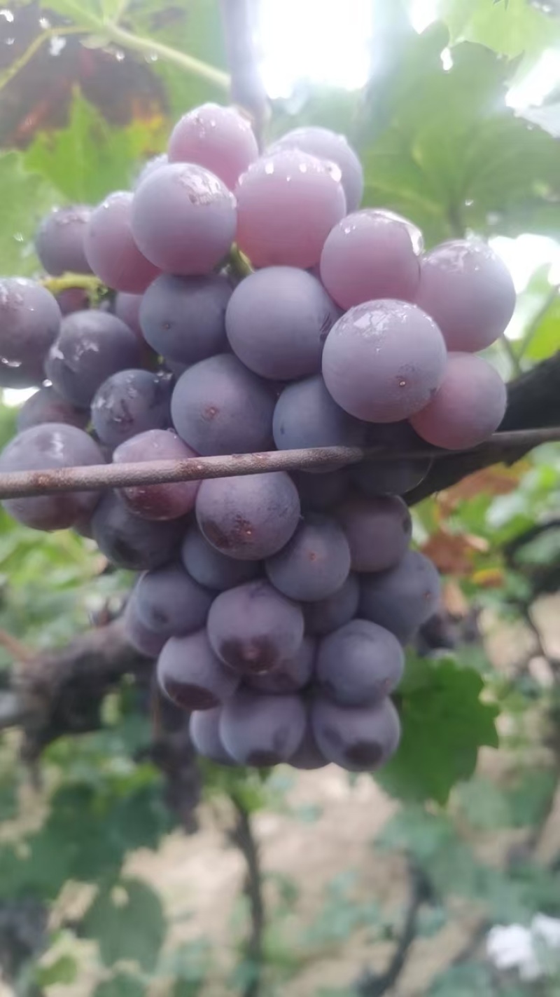 河北葡萄巨峰葡萄阳原葡萄蔚县葡萄量大从优