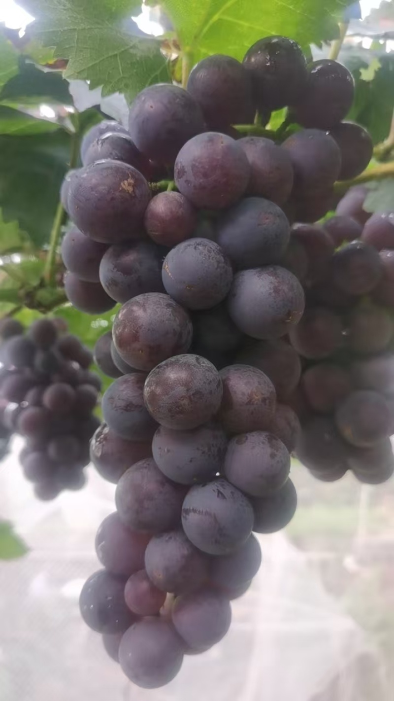 河北葡萄巨峰葡萄阳原葡萄蔚县葡萄量大从优