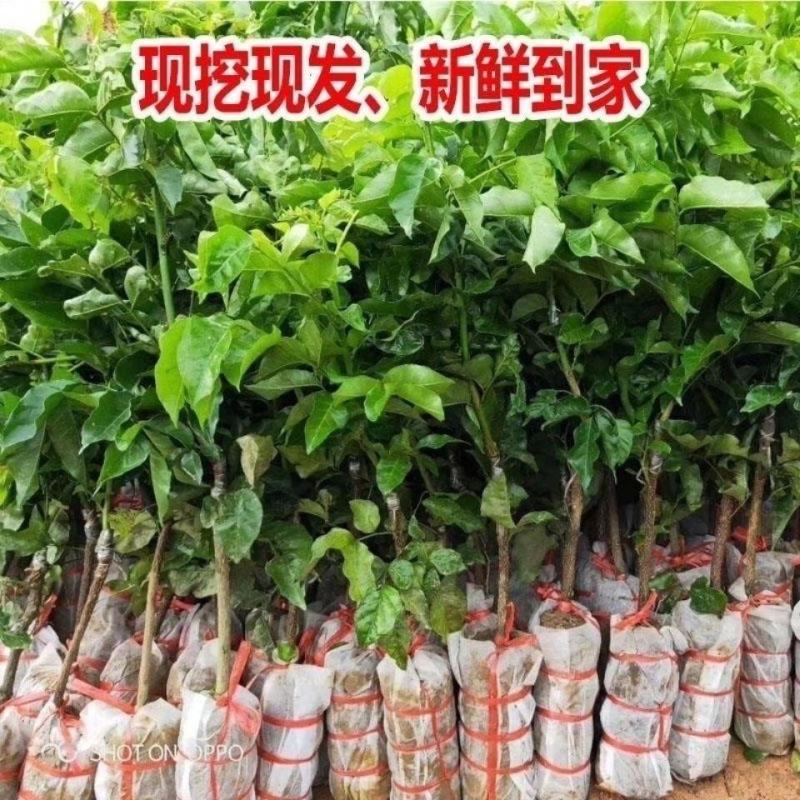 广西桂林黄皮鱼供应，贵