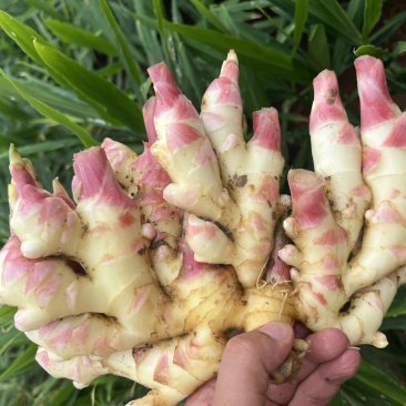 贵州安顺小黄姜