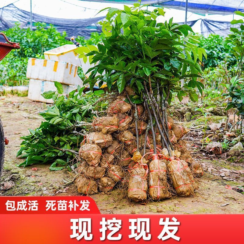 广西桂林黄皮鱼供应，贵