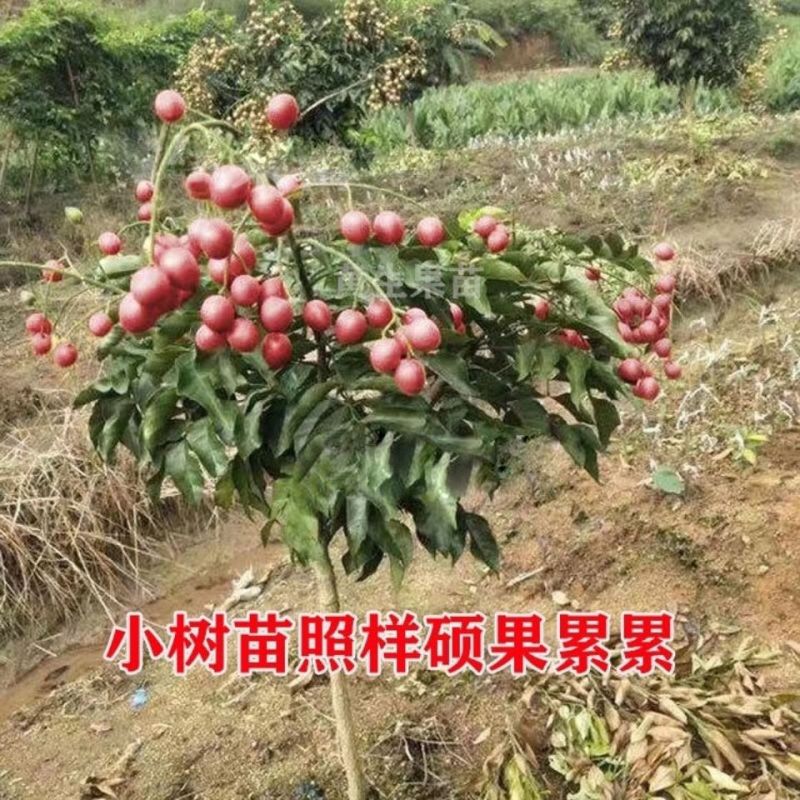 广西桂林黄皮鱼供应，贵