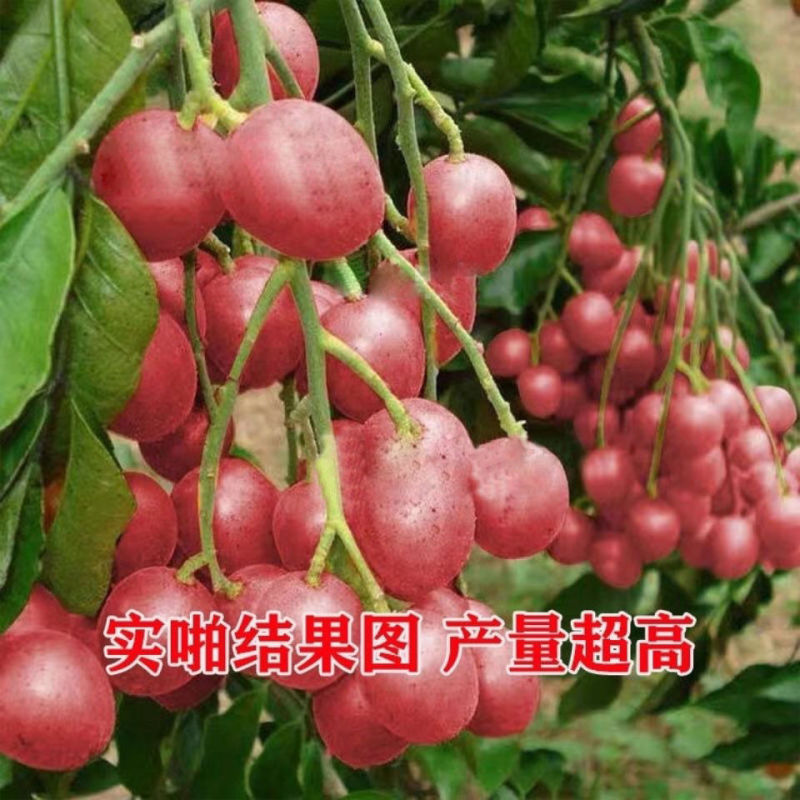 广西桂林黄皮鱼供应，贵