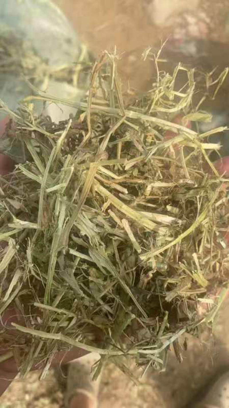 【河北精品花生秧草料】量大从优品质保障可视频看货欢迎来电