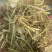 【河北精品花生秧草料】量大从优品质保障可视频看货欢迎来电