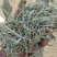 花生秧牛羊草料