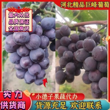 推荐河北阳原县葡萄巨峰葡萄蔚县葡萄张家口葡萄