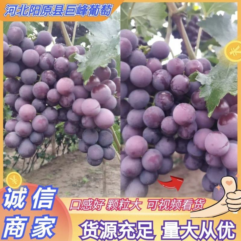 河北葡萄巨峰葡萄阳原葡萄蔚县葡萄量大从优