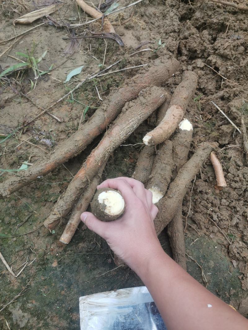 防城港特产，，黄肉木薯，大量上市