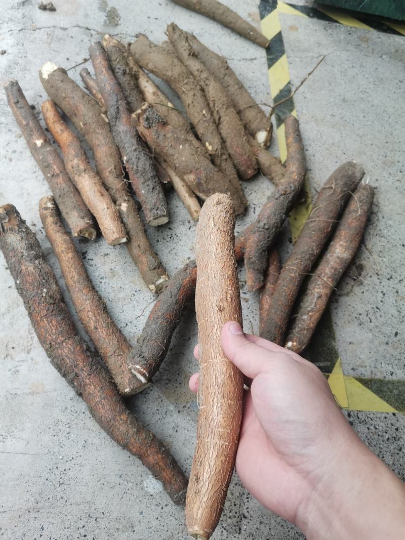 防城港特产，，黄肉木薯，大量上市