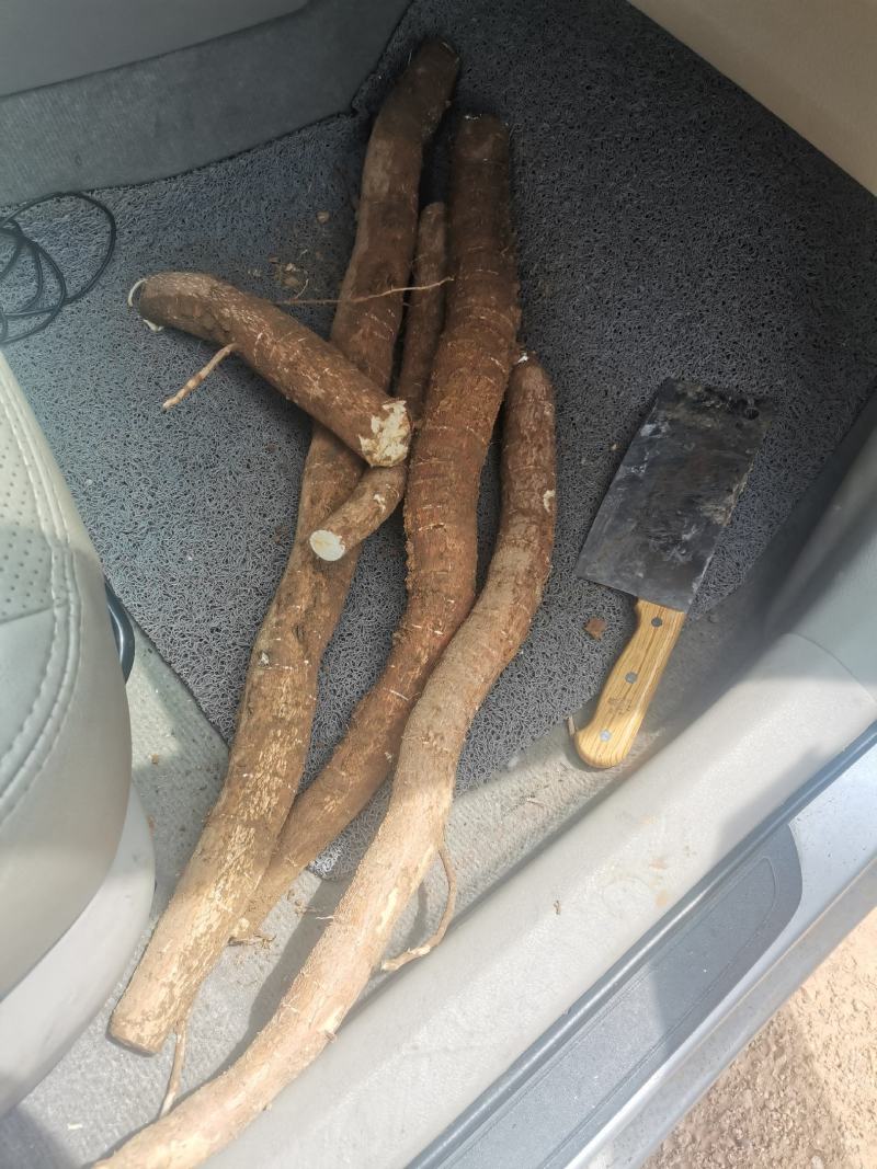 防城港特产，，黄肉木薯，大量上市