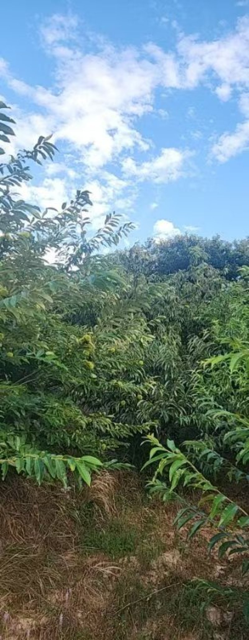 丹东市板栗批发大量现货！供应商超，市场，电商各个平台
