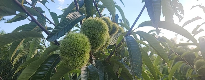 丹东市板栗批发大量现货！供应商超，市场，电商各个平台