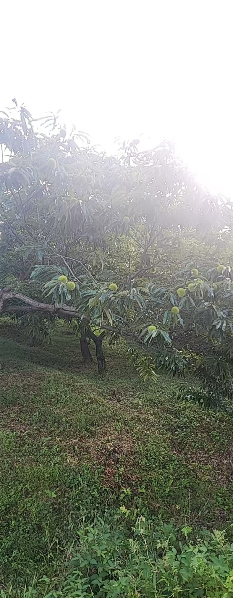 丹东市板栗批发大量现货！供应商超，市场，电商各个平台