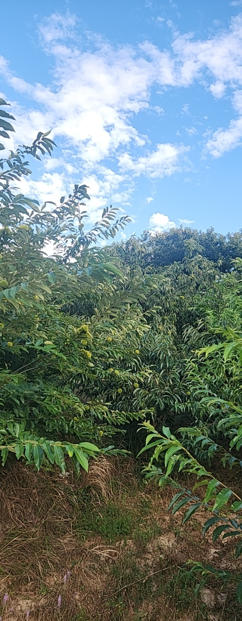 丹东市板栗批发大量现货！供应商超，市场，电商各个平台