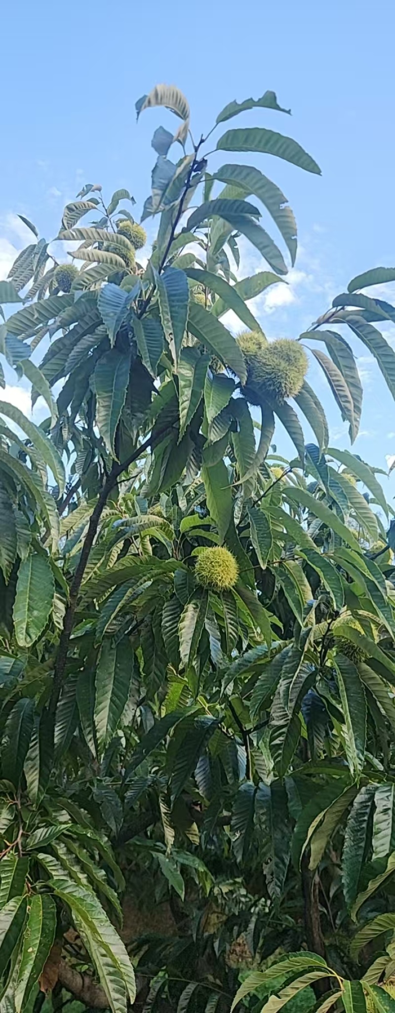 丹东市板栗批发大量现货！供应商超，市场，电商各个平台