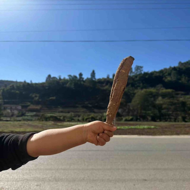 甜当归干当归当归西归菜当归大凉山高山