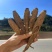 甜当归干当归当归西归菜当归大凉山高山