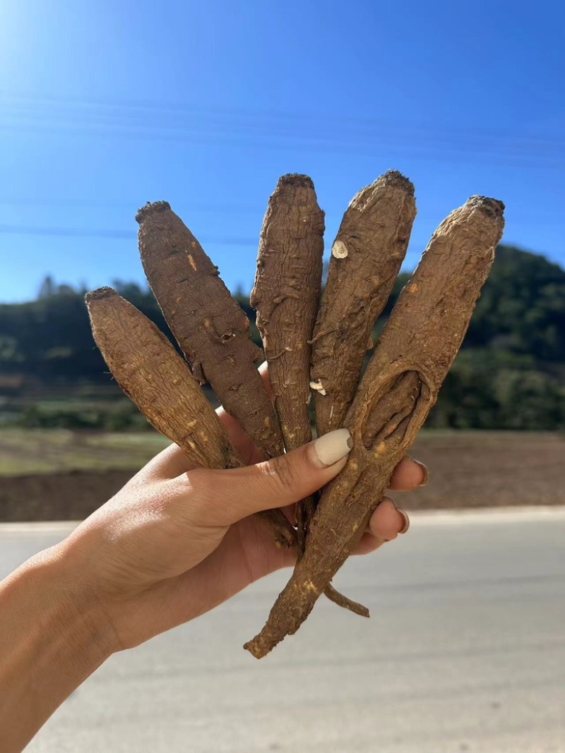 甜当归干当归当归西归菜当归大凉山高山