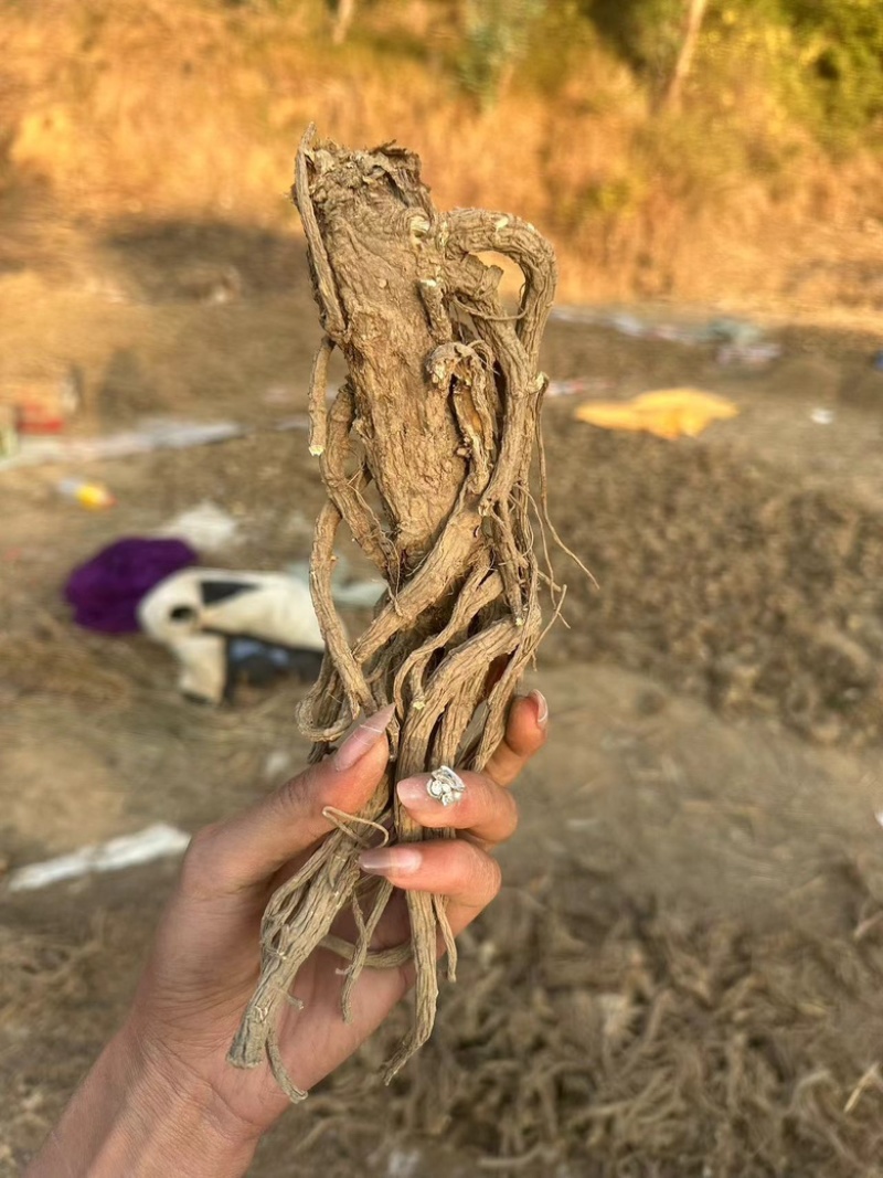 甜当归干当归当归西归菜当归大凉山高山