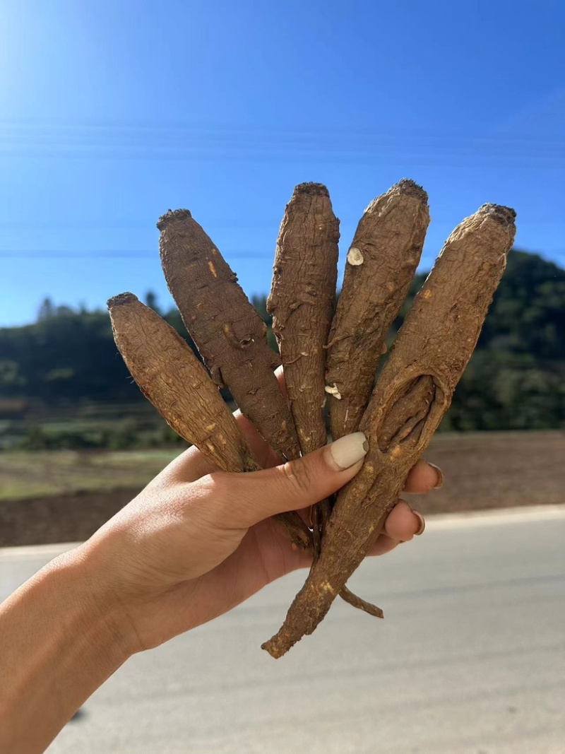 甜当归干当归当归西归菜当归大凉山高山