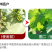 苯甲吡唑酯蔬菜黄瓜白粉病叶斑病褐斑病果树葡萄炭疽病黑斑病
