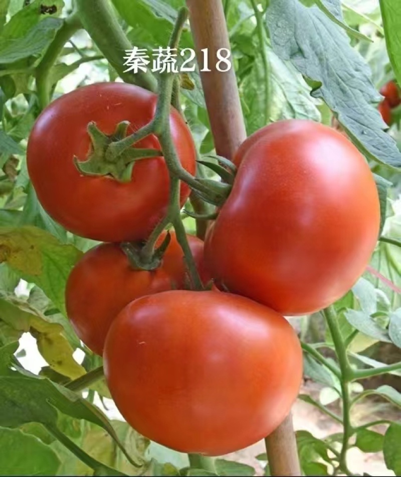 秦蔬218西红柿种子大红果番茄种子抗病强耐寒耐热性好硬果