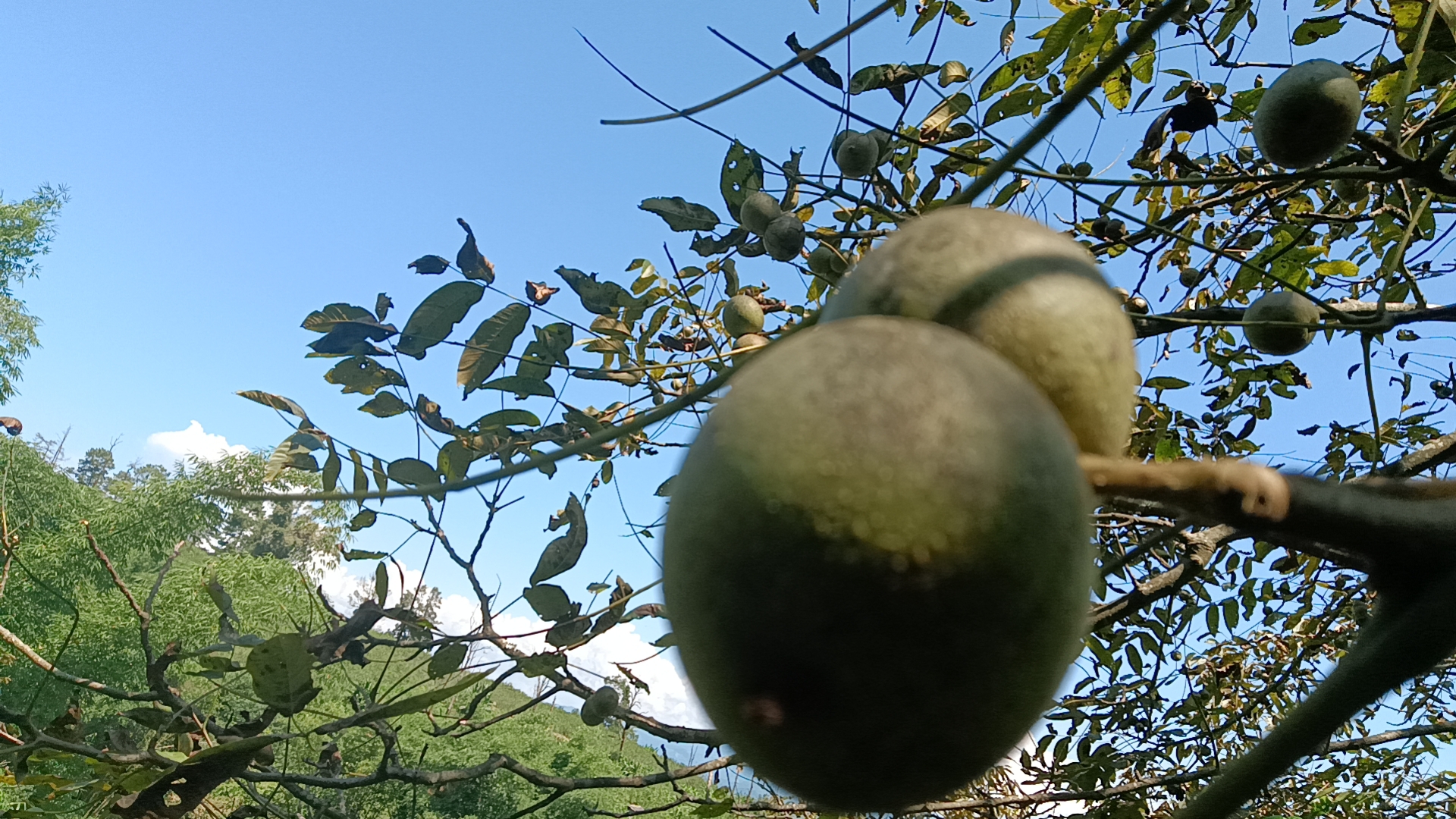 核桃树上挂满果实