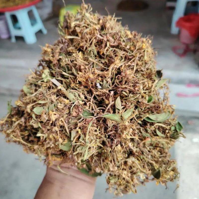 封丘精品金银花品质保证规格齐全一手货源批发零售