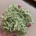 封丘精品金银花品质保证规格齐全一手货源批发零售